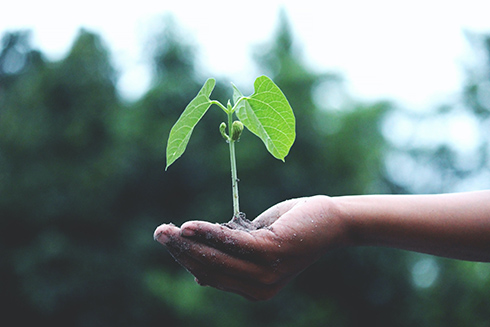 Plant growing